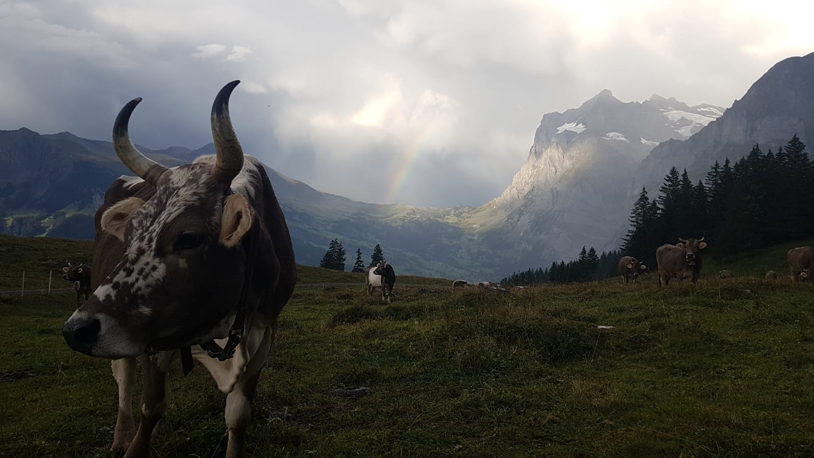 Kühe auf der Alp mit Bergpanorama